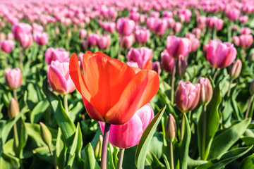 Close-Up Of Flowers Against Clear Sky