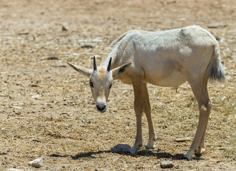 Naklejka na ściany i meble Baby of antelope Arabian white oryx (Oryx dammah) inhabits the Israeli nature reserve because this species is in danger of extinction in its native environment of Sahara desert