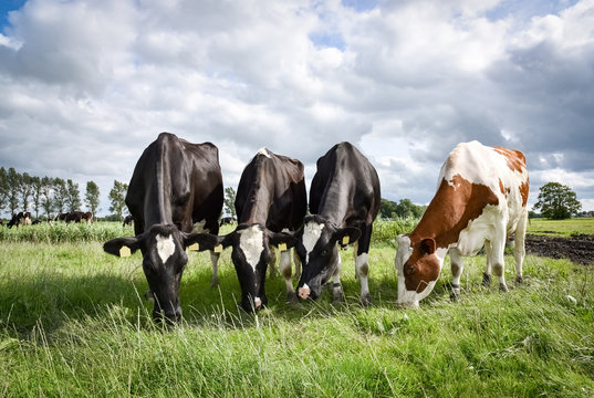 Vier grasende Kühe in Reihe auf einer Sommerwiese