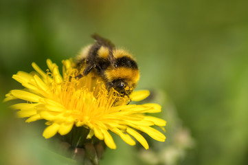 Hummel auf der Löwenzahnblüte