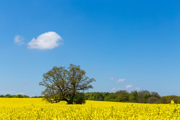 Rapsfeld mit einem Baum und blauen Himmel in der Landschaft
