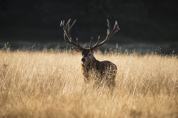 Majestic red deer stag cervus elaphus bellowing in open grasss field landscape during rut season in Autumn Fall