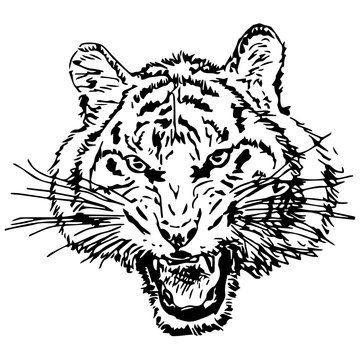 Hand drawing of a roaring tiger