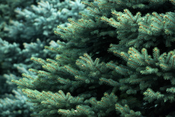 background from green fir tree branch, fluffy young branch fir tree with needles