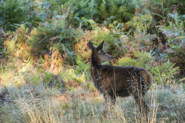 Young hind doe red deer in Autumn Fall forest landscape image