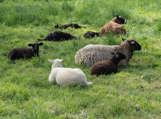 brown and white sheep lying in the grass
