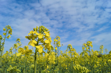 Obraz premium Canola field (Rape) at april; Brassica napus 
