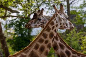 Girafes
