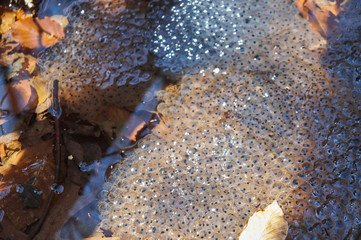 Frog spawn in pond in spring; (Anura)