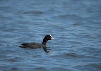 a coot swimming on a lake with blue water