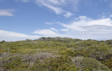 Fototapeta na wymiar Ses Salines cape mediterranean seaside vegetation in the South side of the Spanish island of Mallorca