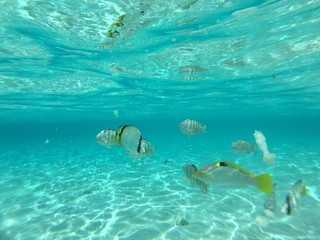 Fototapeta premium Snorkling at Huahine, Tahiti, French Polynesia