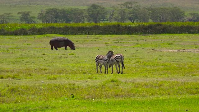 Бегемот и зебры, пасущиеся в кратере Нгоронгоро.  Путешествие по африканской саванне. Танзания.
