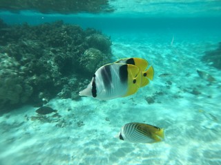 Fototapeta na wymiar Snorkling at Huahine, Tahiti, French Polynesia