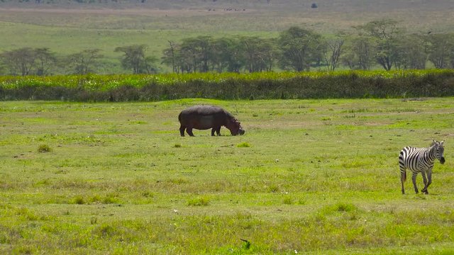 Бегемот и зебры, пасущиеся в кратере Нгоронгоро.  Путешествие по африканской саванне. Танзания.