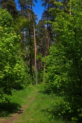 Spring forest trails.