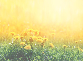 Fototapeta premium Photo with spring dandelions