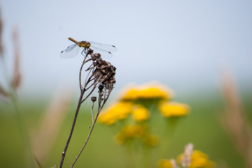 Dragonfly sitting on a flower
