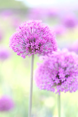 Lilac bowls of decorative onion blossoms