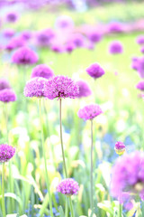 Lilac bowls of decorative onion blossoms