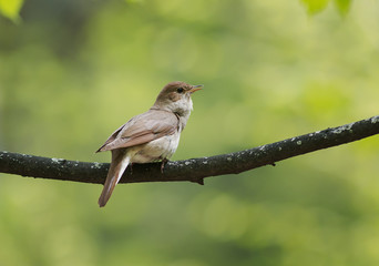 bird Nightingale sings loud song on a branch in spring forest