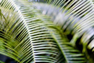 Long sharp leaves of ornamental palm trees in the botanical garden
