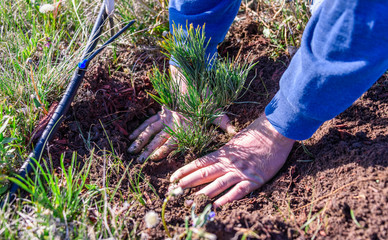 Closeup of  hands of a man who is planting a limber pine evergreen seedling tree next to a drip irrigation line. Nature, environment, ecology concept. Reforestation. New life concept.
