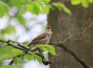 bird Nightingale sings widely opened the beak in the Park on the tree