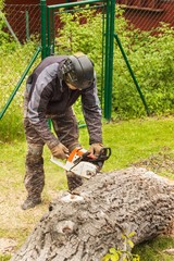 Obraz premium Woodcutter cuts the chain saw. Professional Lumberjack Cutting a big Tree in the garden.