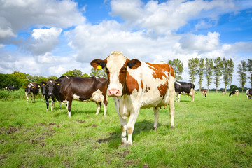 Fototapeta na wymiar Neugierig blickende Kühe auf einer friesischen Sommerwiese