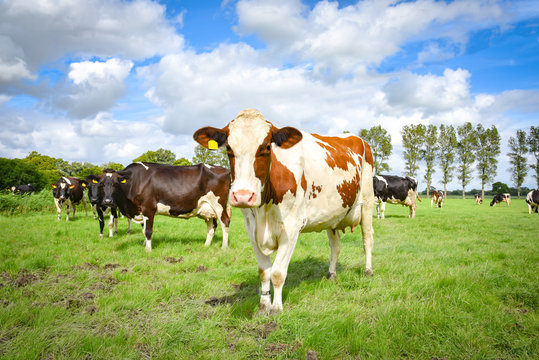 Neugierig blickende Kühe auf einer friesischen Sommerwiese