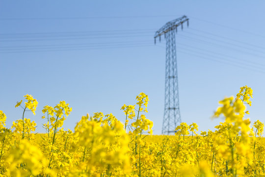 Yellow oilseed rape field with pylon in the background