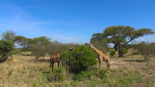 Африканские жирафы. Путешествие по африканской саванне. Танзания.