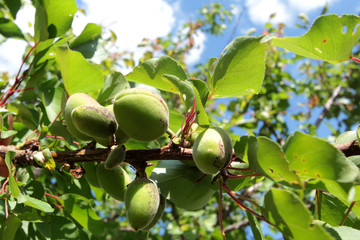 фруктовый сад