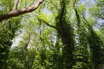 Trees covered with ivy