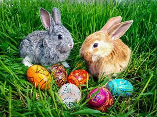 Easter bunny eggs on green grass