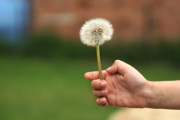 Close up of hands of little girl with white dandelion outdoor