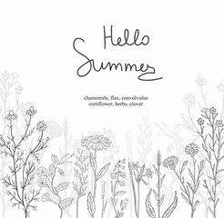 Postcard of a herbs and wild flowers. Black and white.