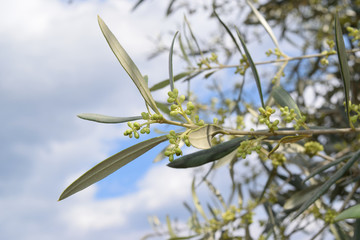 Leaves and olive shoots with bunch of buds