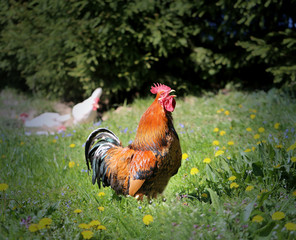 Photo of a beautiful rooster