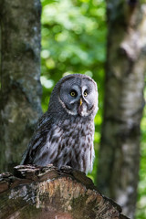 Great Gray Owl  or Great Grey Owl (Strix nebulosa)
