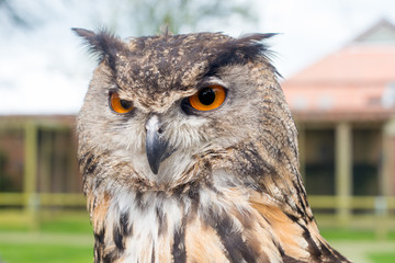 European Great Horned Owl