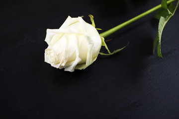 White rose on black wood background. Flowers.