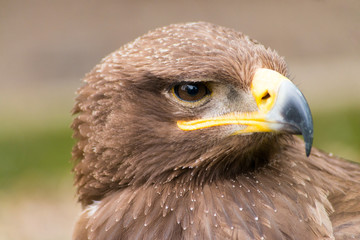 Harris Hawk