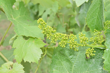 Leaves and vine shoots with bunch of buds