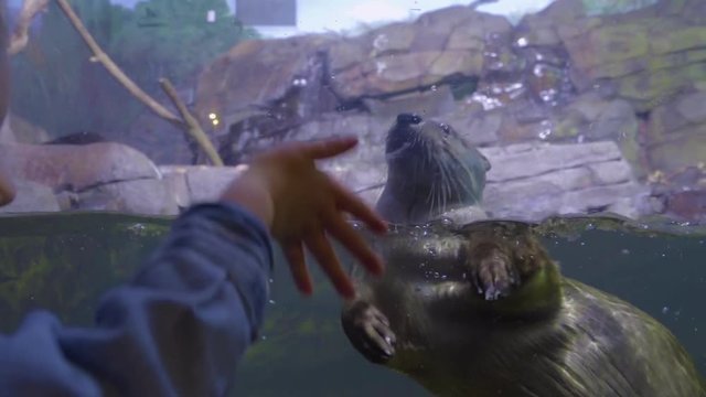 River Otter Swims Close To Glass, Little Boy Smiles With Excitement