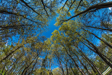 Outlook with the trees
