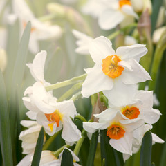 group of cheerful spring daffodils outside in natural setting