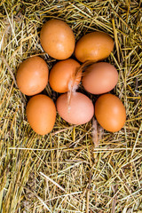 fresh chicken eggs with nest,A pile of brown eggs in a nest
