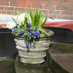 the White hyacinths and blue violets growing in a large ceramic vase as a decoration of the entrance to the church against the backdrop of a brick wall.